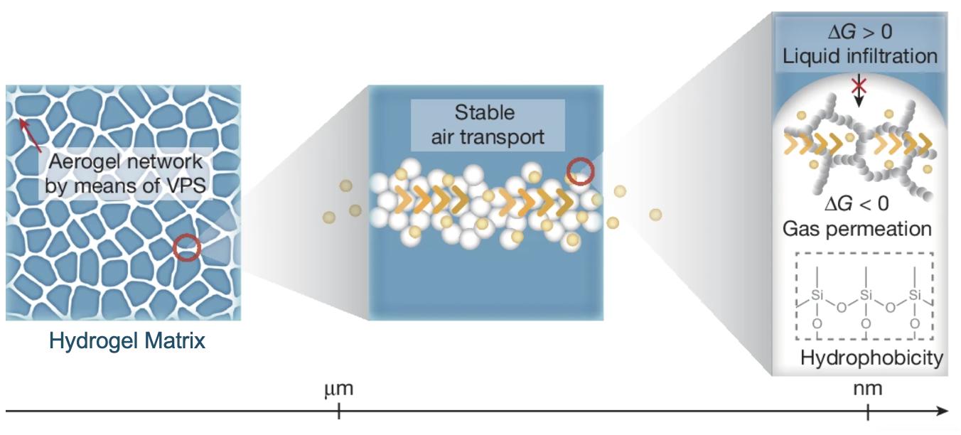 Multiscale diagram of a water-rich hydrogel with an aerogel network and stable gas transport