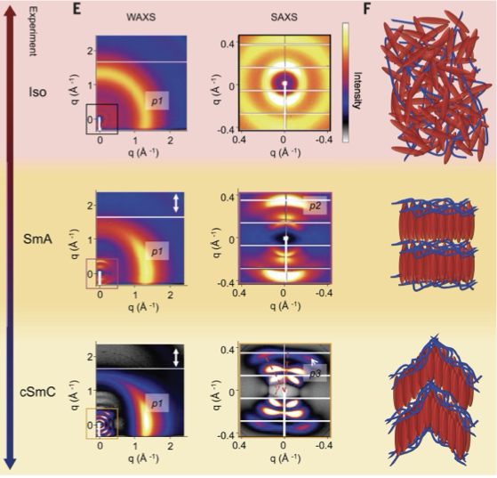 Scattering and molecular-structure changes across isotropic, smectic A, and chevron smectic C phases in an ambidirectional liquid-crystal elastomer