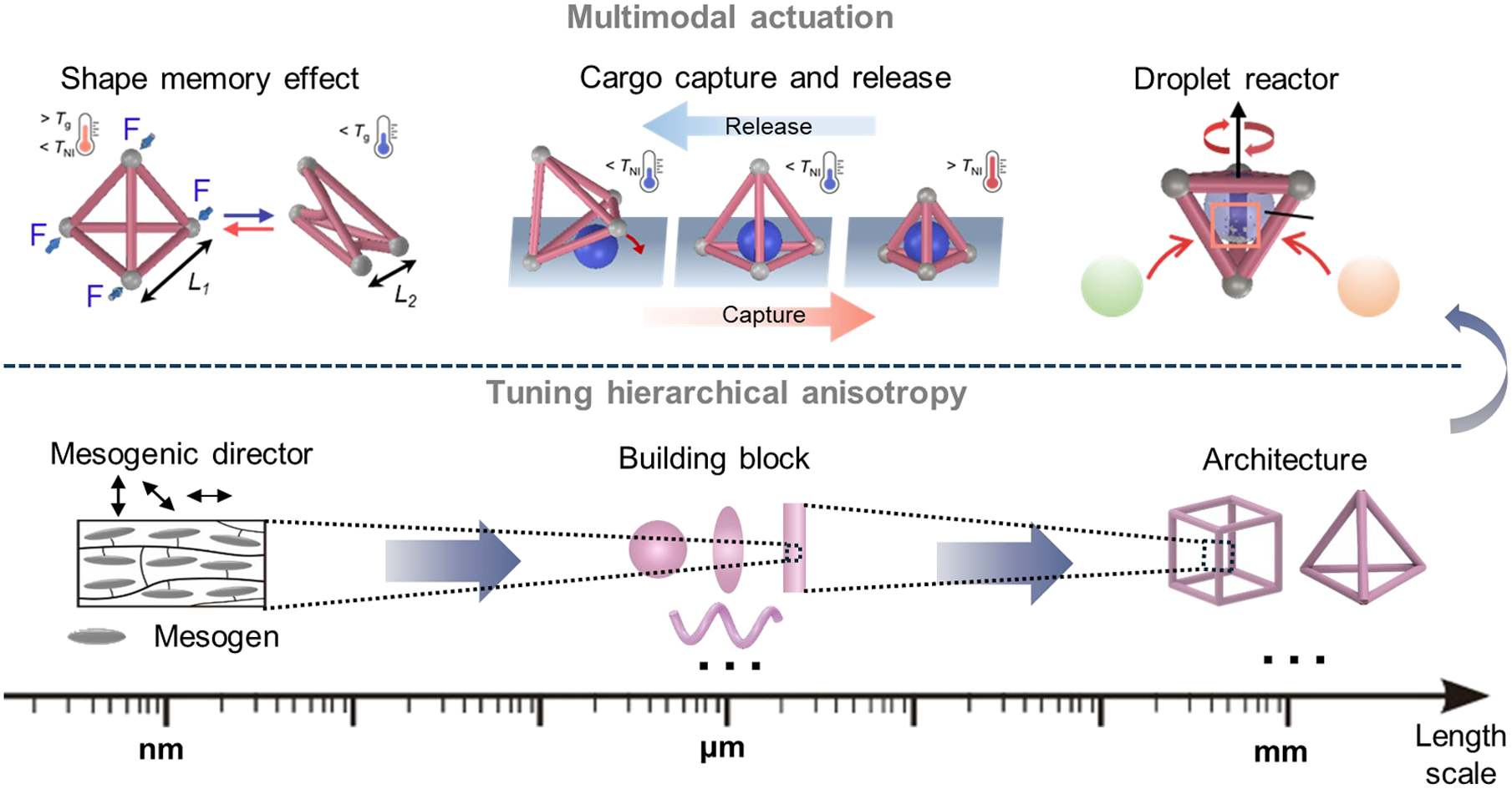 Multimodal LCE actuation and hierarchical anisotropy across molecular, building-block, and architectural length scales
