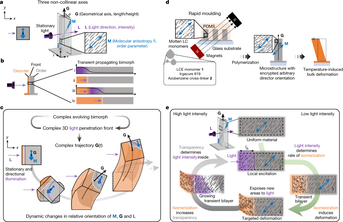 Figure 1 showing self-regulated non-reciprocal motion in a single-material microstructure
