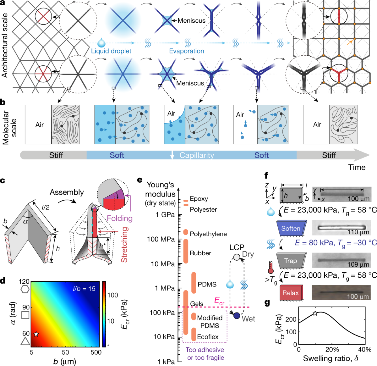 Figure 1 showing liquid-induced topological transformations of cellular microstructures